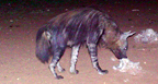 Hunting Africa Brown Hyena