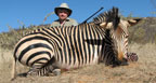 Hunting Africa Hartmann's Mountain Zebra