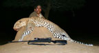 Hunting Africa Leopard