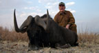 Hunting Africa Black Wildebeest