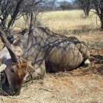 Africa Bowhunting Namibia