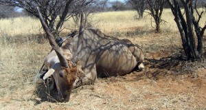 Africa Bowhunting Namibia