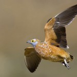 Hunting Bird Africa