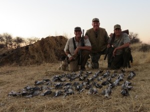 Hunting Dove