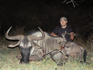 Blue Wildebeest