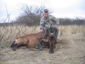 Red Hartebeest
