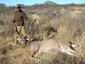 Greater Kudu