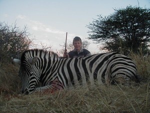 Burchell's Plain Zebra