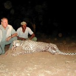 Hunting Cheetah