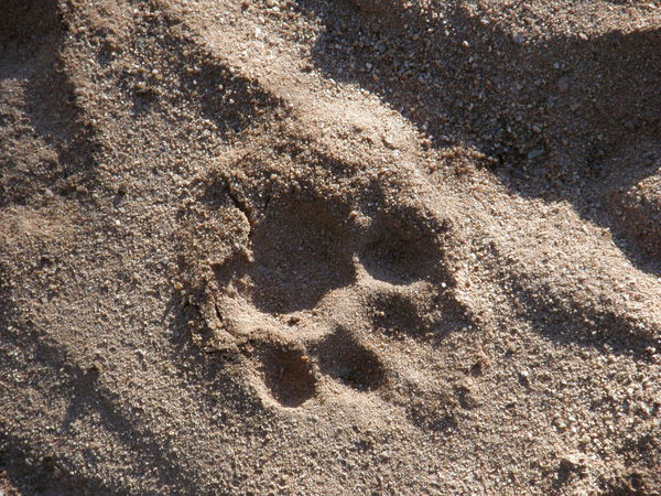 Leopard Track